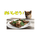 柴犬 ハンサムボーイ 龍王のスタンプ（個別スタンプ：2）