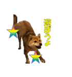 柴犬 ハンサムボーイ 龍王のスタンプ（個別スタンプ：3）