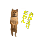 柴犬 ハンサムボーイ 龍王のスタンプ（個別スタンプ：4）