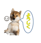 柴犬 ハンサムボーイ 龍王のスタンプ（個別スタンプ：5）