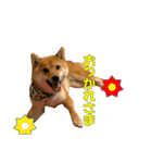 柴犬 ハンサムボーイ 龍王のスタンプ（個別スタンプ：6）