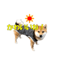 柴犬 ハンサムボーイ 龍王のスタンプ（個別スタンプ：7）