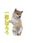 柴犬 ハンサムボーイ 龍王のスタンプ（個別スタンプ：8）