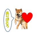 柴犬 ハンサムボーイ 龍王のスタンプ（個別スタンプ：9）