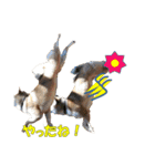 柴犬 ハンサムボーイ 龍王のスタンプ（個別スタンプ：10）
