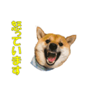 柴犬 ハンサムボーイ 龍王のスタンプ（個別スタンプ：11）