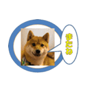 柴犬 ハンサムボーイ 龍王のスタンプ（個別スタンプ：12）