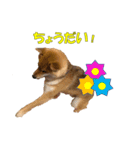 柴犬 ハンサムボーイ 龍王のスタンプ（個別スタンプ：13）
