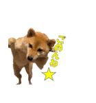 柴犬 ハンサムボーイ 龍王のスタンプ（個別スタンプ：14）