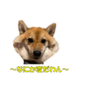 柴犬 ハンサムボーイ 龍王のスタンプ（個別スタンプ：15）