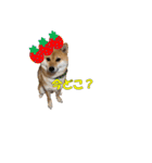 柴犬 ハンサムボーイ 龍王のスタンプ（個別スタンプ：17）