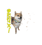 柴犬 ハンサムボーイ 龍王のスタンプ（個別スタンプ：18）