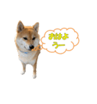 柴犬 ハンサムボーイ 龍王のスタンプ（個別スタンプ：19）