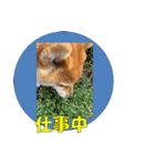 柴犬 ハンサムボーイ 龍王のスタンプ（個別スタンプ：22）
