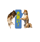 柴犬 ハンサムボーイ 龍王のスタンプ（個別スタンプ：23）