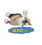 柴犬 ハンサムボーイ 龍王のスタンプ（個別スタンプ：24）