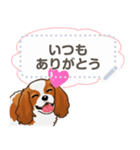 キャバリア(ブレンハイム) 日本語 1/2（個別スタンプ：5）