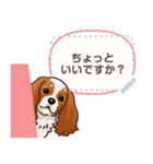 キャバリア(ブレンハイム) 日本語 1/2（個別スタンプ：13）