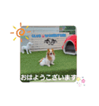 ぱぴぱぴパピヨン74（個別スタンプ：1）