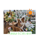 ぱぴぱぴパピヨン74（個別スタンプ：2）
