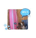 ぱぴぱぴパピヨン74（個別スタンプ：5）