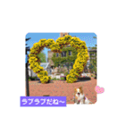 ぱぴぱぴパピヨン74（個別スタンプ：8）