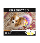 ぱぴぱぴパピヨン74（個別スタンプ：10）