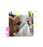 ぱぴぱぴパピヨン74（個別スタンプ：14）