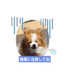 ぱぴぱぴパピヨン74（個別スタンプ：22）