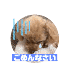 ぽんかん犬の日常①（個別スタンプ：15）