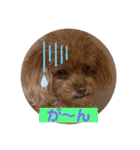 ぽんかん犬の日常①（個別スタンプ：27）