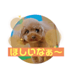 ぽんかん犬の日常①（個別スタンプ：31）