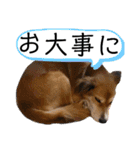 こいはるスタンプの巻1（個別スタンプ：13）