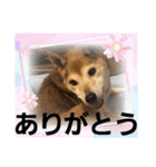 こいはるスタンプの巻1（個別スタンプ：17）