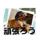 こいはるスタンプの巻1（個別スタンプ：29）