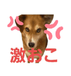 こいはるスタンプの巻1（個別スタンプ：40）