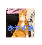 ムートン君2（個別スタンプ：2）