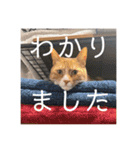 ムートン君2（個別スタンプ：5）