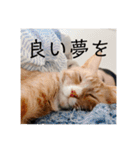 ムートン君2（個別スタンプ：12）