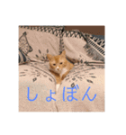 ムートン君2（個別スタンプ：22）