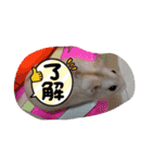 さやかのぴぴ（個別スタンプ：19）