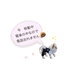 ポメラニアンAndyのLIFESTMPS5（個別スタンプ：2）