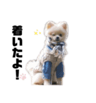 ポメラニアンAndyのLIFESTMPS5（個別スタンプ：3）
