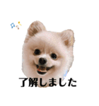 ポメラニアンAndyのLIFESTMPS5（個別スタンプ：5）