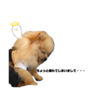ポメラニアンAndyのLIFESTMPS5（個別スタンプ：8）