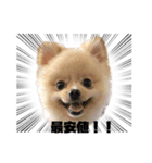 ポメラニアンAndyのLIFESTMPS5（個別スタンプ：14）
