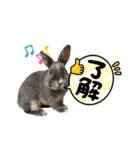 うちの箱入り息子（個別スタンプ：1）