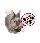 うちの箱入り息子（個別スタンプ：7）