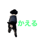 mimico1（個別スタンプ：4）