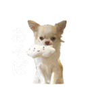 うり変顔スタンプ（個別スタンプ：2）